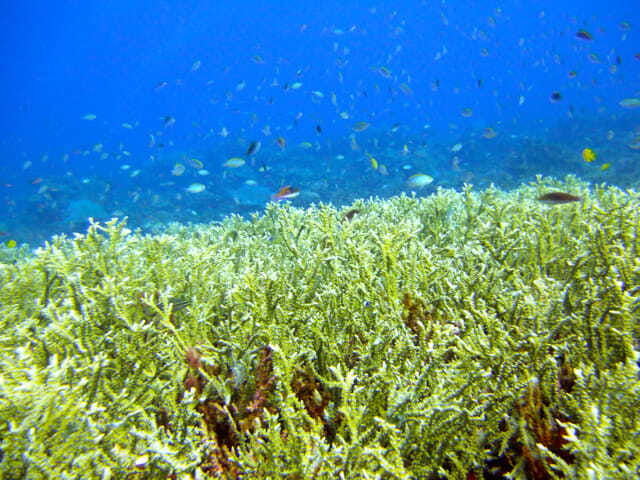 Full-Day Guided Snorkeling Tour from Kota Kinabalu - What you might see beneath the surface