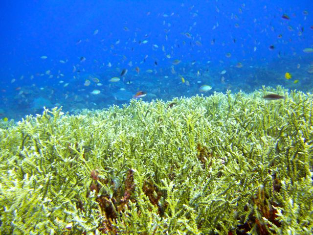 Full-Day Guided Snorkeling Tour from Kota Kinabalu - Island lunch with a little time on land