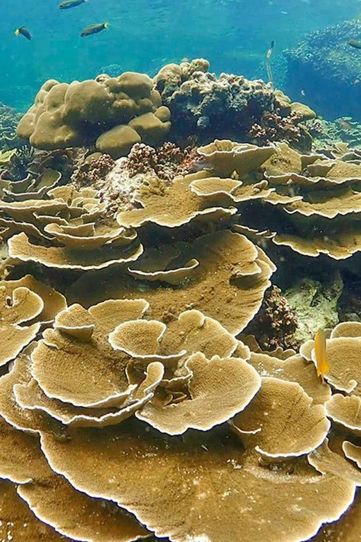 Full-Day Koh Lipe 5 points Snorkeling (East Zone) with Lunch - Key points at a glance