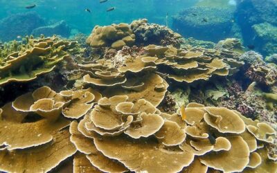 Full-Day Koh Lipe 5 points Snorkeling (East Zone) with Lunch
