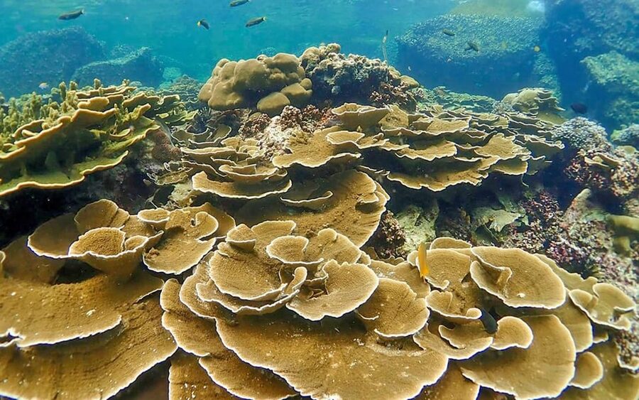 Full-Day Koh Lipe 5 points Snorkeling (East Zone) with Lunch - Koh Kra at 10:00: a gentle first reef stop