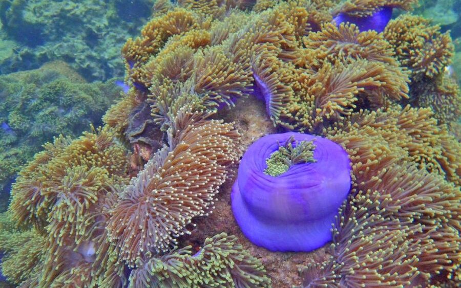 Full-Day Koh Lipe 7 points Snorkeling Experience with Lunch - Koh Phai and the sea-anemone field