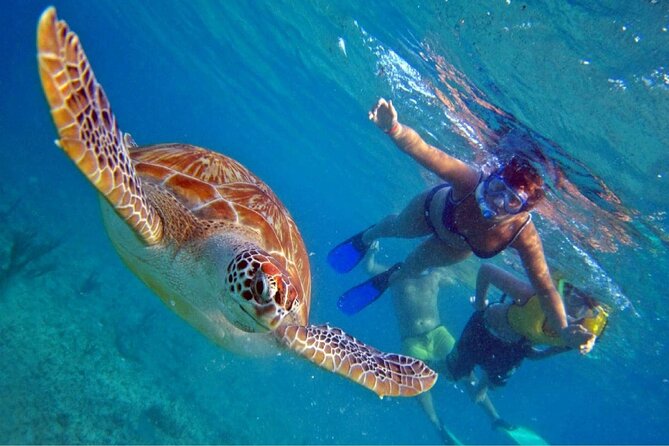 Full Day Oahu Circle Island -Turtle Beach Snorkel at North Shore - Why this Oahu day tour is worth considering