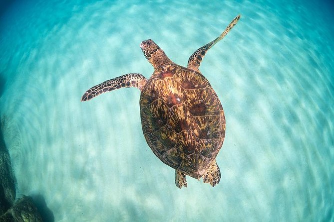 Full Day Oahu Circle Island -Turtle Beach Snorkel at North Shore - Starting in Waikiki at 7:20 a.m.