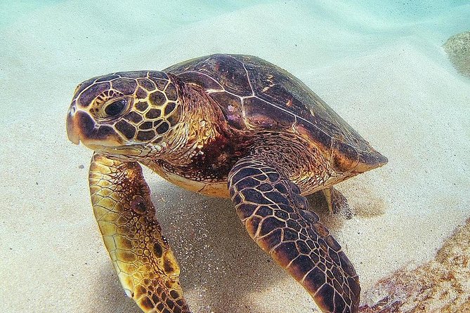 Full Day Oahu Circle Island -Turtle Beach Snorkel at North Shore - Halona Blowhole and the southeastern shore