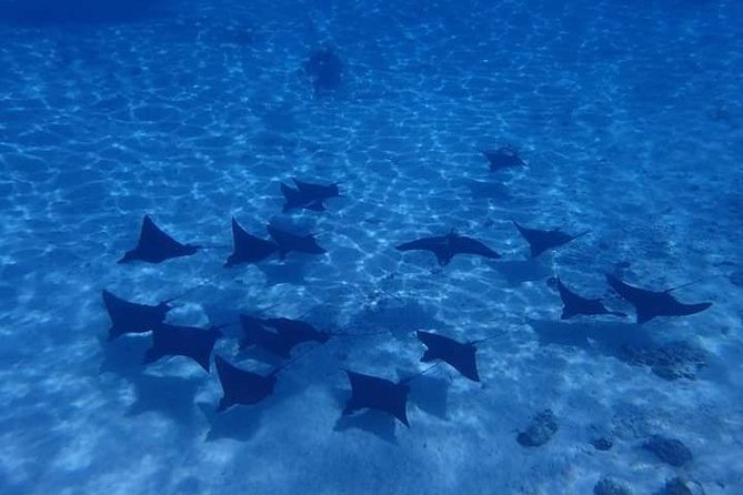 Full-Day Private Boat Tour of Bora Bora Lagoon with Snorkel - Why a Private Boat Makes Sense in Bora Bora