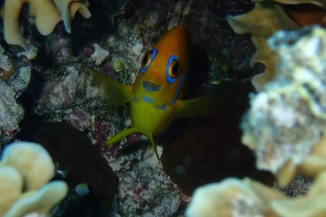 Full-Day Private Boat Tour of Bora Bora Lagoon with Snorkel - Wildlife Encounters Without False Promises