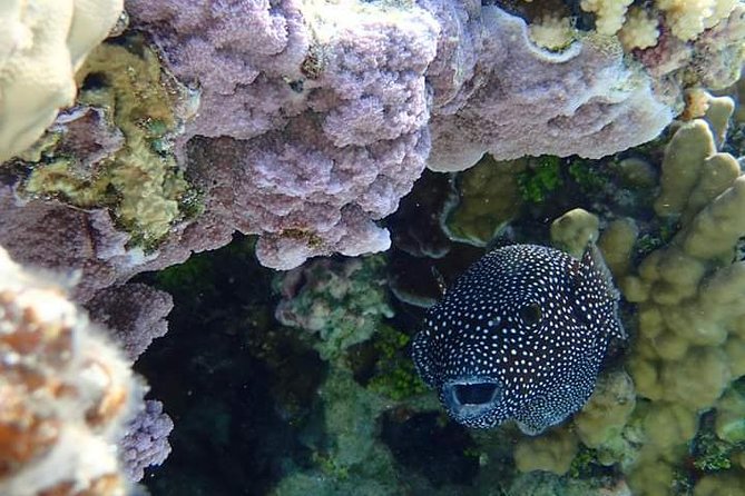 Full-Day Private Boat Tour of Bora Bora Lagoon with Snorkel - The Afternoon: More Lagoon Time, Less Rushing