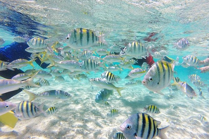 Full-Day Tour to Punta Rucia and Cayo Arena with Snorkeling - Three Hours at Paradise Island