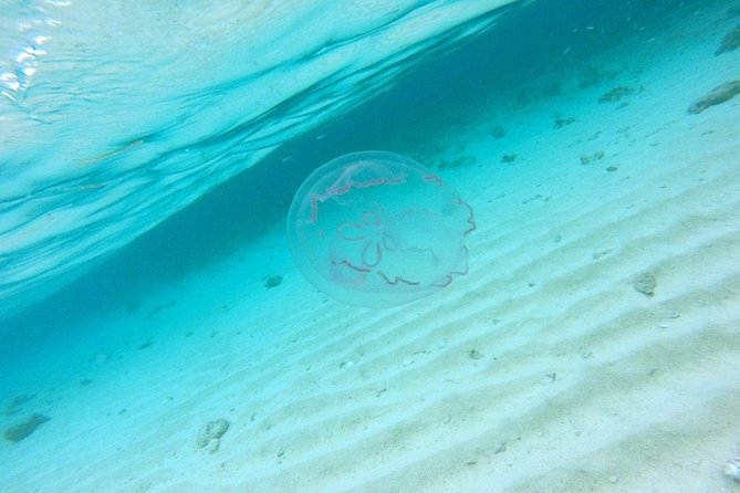 Full-Day Tour to Punta Rucia and Cayo Arena with Snorkeling - Snorkeling Over the Coral Reef