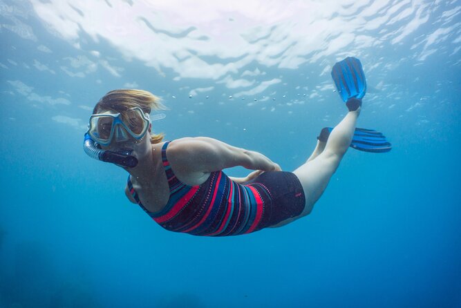 Funchal: Snorkeling Adventure in Eco-Park / Shore or by Boat - What You May See Underwater
