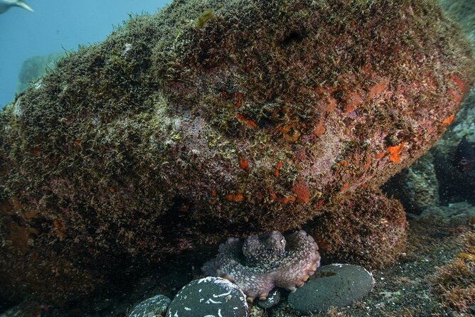Funchal: Snorkeling Adventure in Eco-Park / Shore or by Boat - Wetsuit Costs and Water Comfort