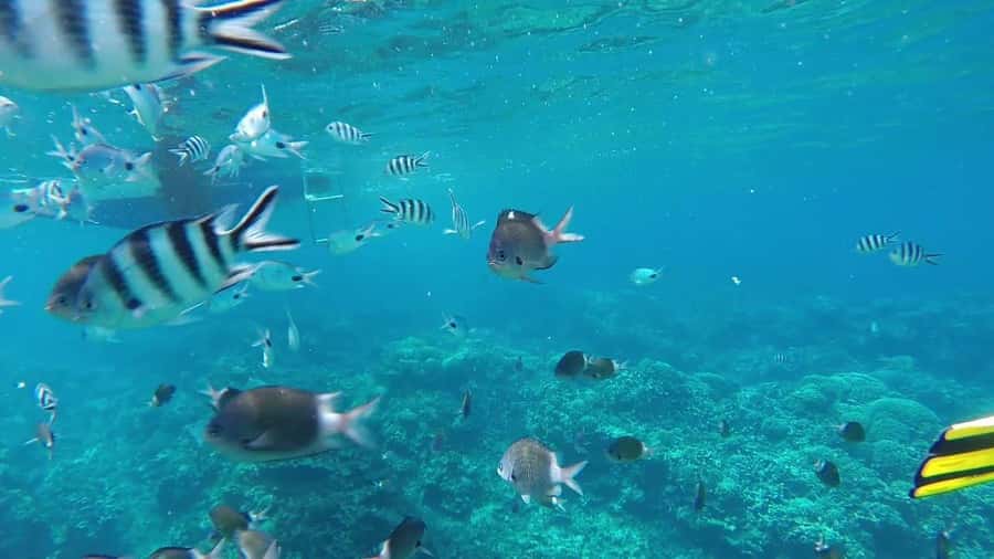 GBaie: 3 North Islands Cruise, Lunch & CoindeMire Snorkeling - Booking details worth knowing