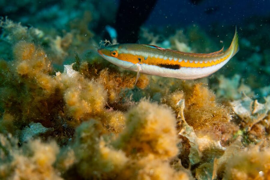 Genoa: snorkeling a stone's throw from downtown - Arriving at Bagni Liggia on Via Gerolamo Gaslini