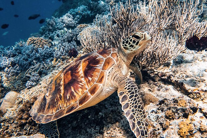 Gili Air: Snorkeling 3 Gili Islands with GoPro Camera - Value at $15 Per Person