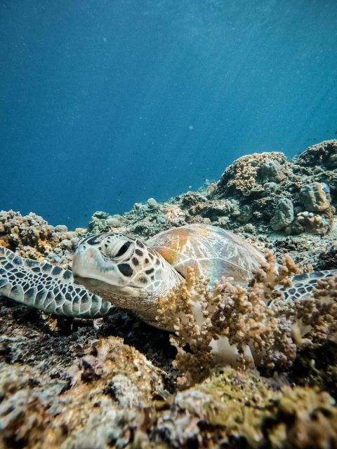 Gili Islands: Group or Private Snorkeling Tour with GoPro - Three Gili Islands, one easy snorkeling day