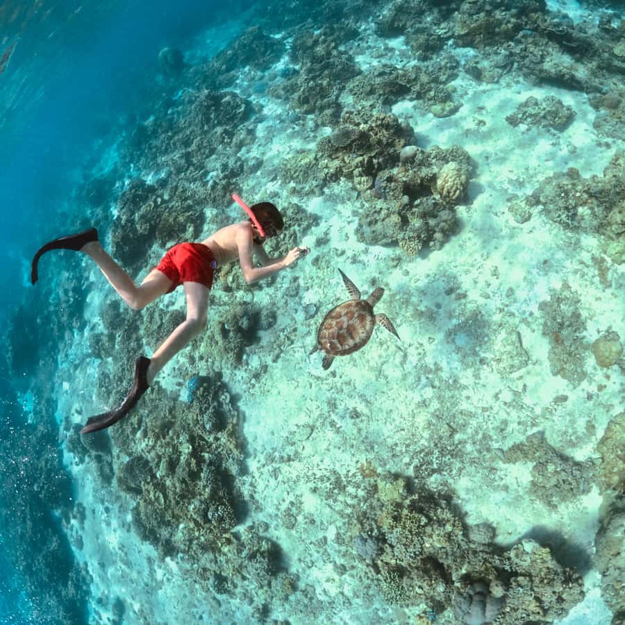 Gili Islands: Private or Shared Snorkeling Boat Trip - Quick reasons to consider this Gili Islands trip