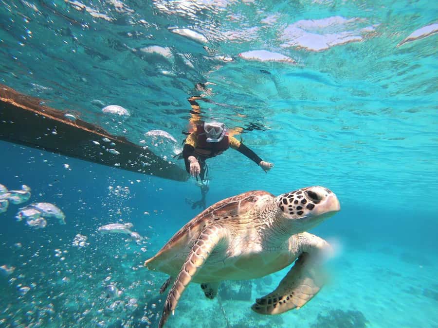 Gili Islands: Private or Shared Snorkeling Boat Trip - Getting started from Lombok or the Gili Islands