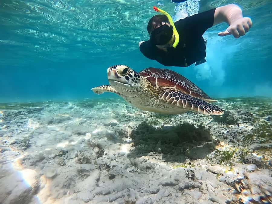 Gili Islands: Private Snorkeling Boat Tour with Local Guide - Key points to know before booking