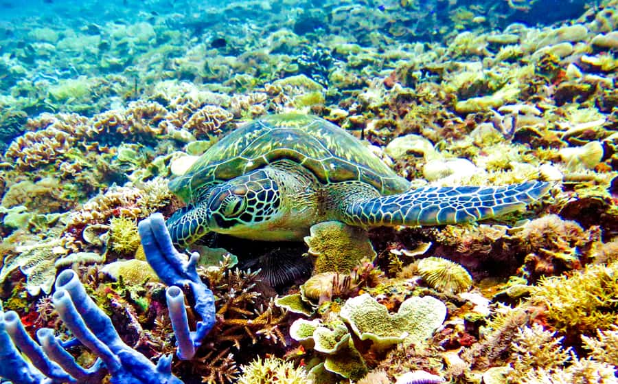 Gili Islands: Underwater Statues Cruise and Snorkeling - What this Gili Islands boat trip actually includes