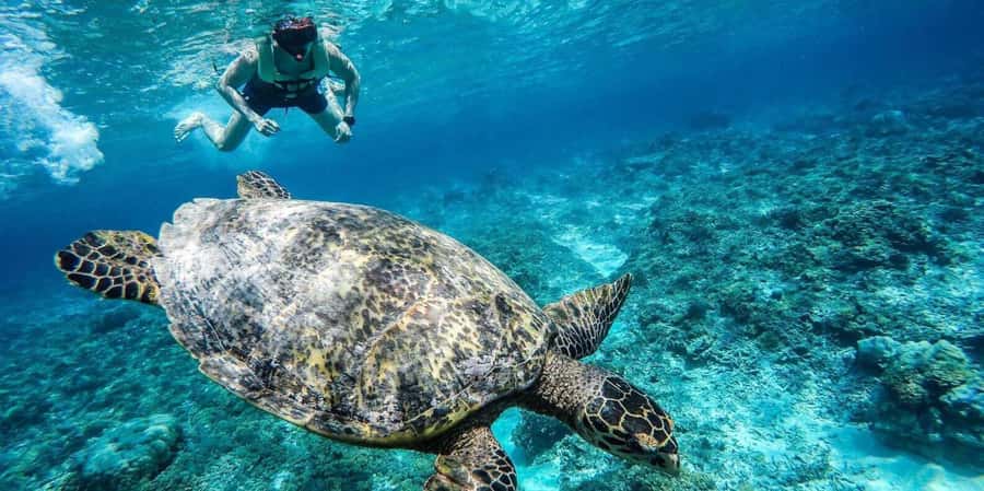 Gili Islands: Underwater Statues Cruise and Snorkeling - Turtle Point and the chance to swim with sea turtles