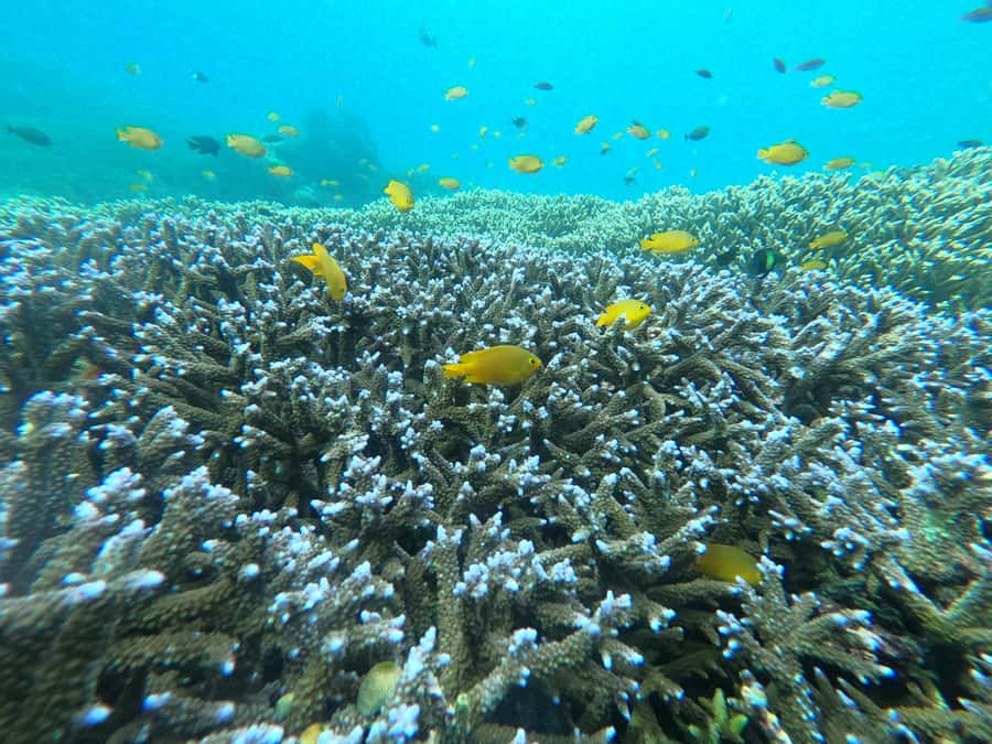 Gili Snorkeling Tour With GO PRO Documentation - The underwater statues near Gili Meno