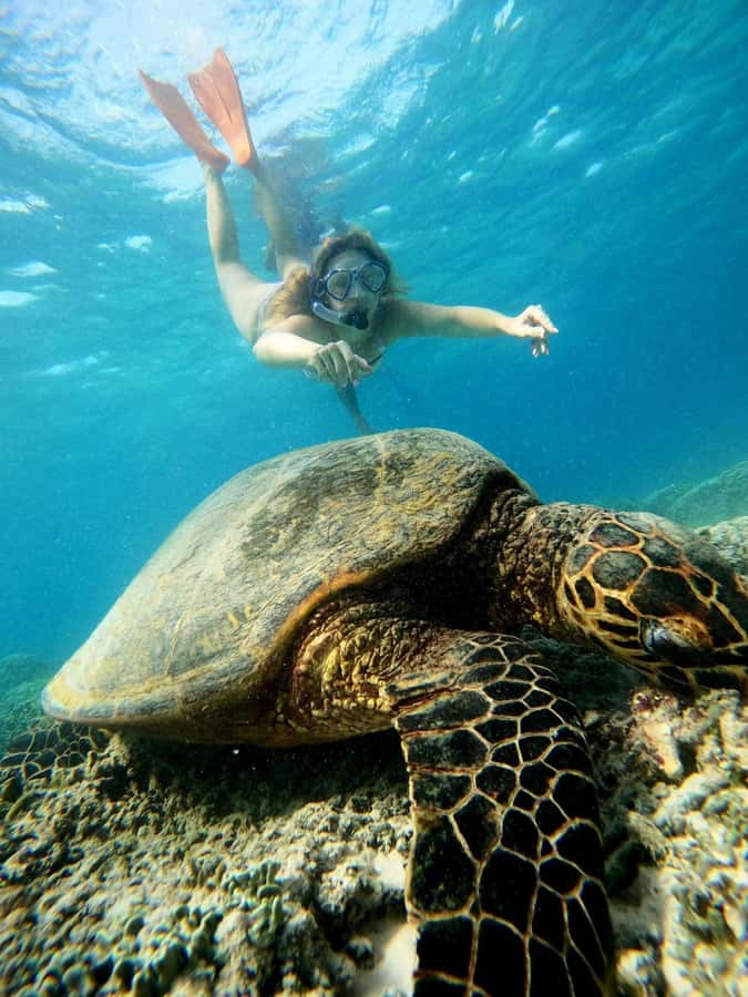 Gili Snorkeling Tour With GO PRO Documentation - Turtle Point and the best chance for sea turtles