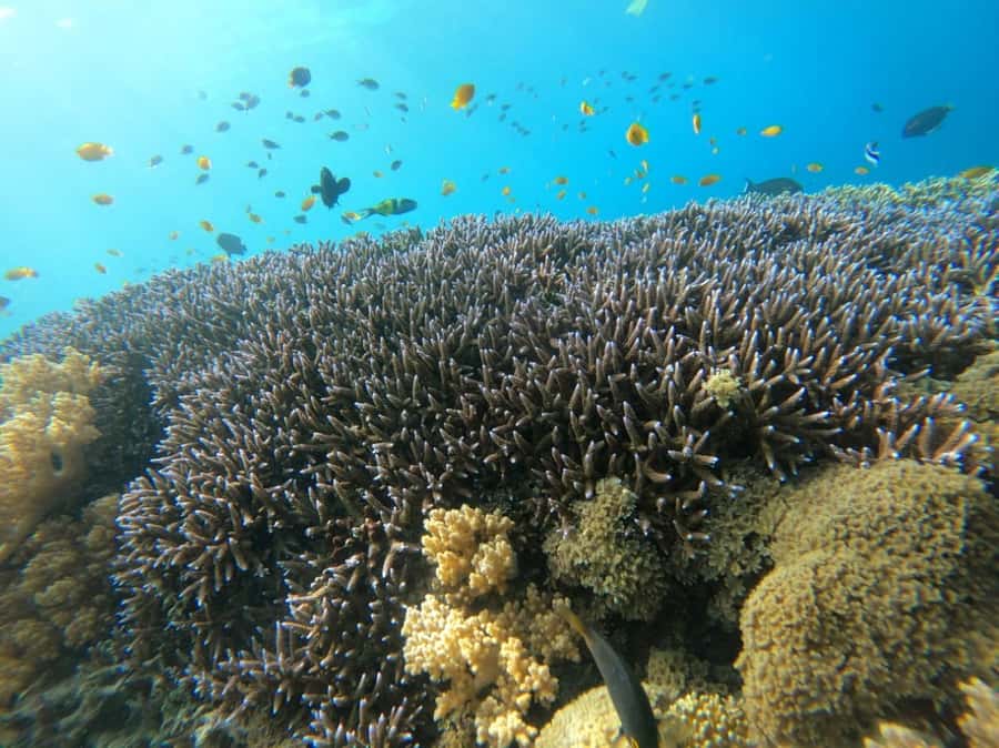 Gili T Island: Gili Snorkeling Day Trip Swim With Turtles - Five things to know before you book