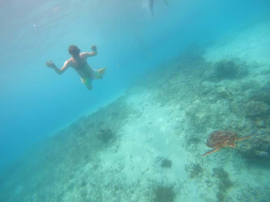 Gili T Island: Gili Snorkeling Day Trip Swim With Turtles - Meeting at Kayu Cafe on Gili Trawangan