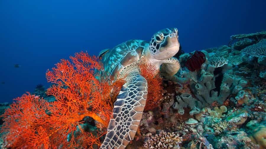 Gili Trawangan: 3-Gili Islands Snorkel Sunset Cruise w/ BBQ - Starting at Ocean 2 Cafe and Bungalows