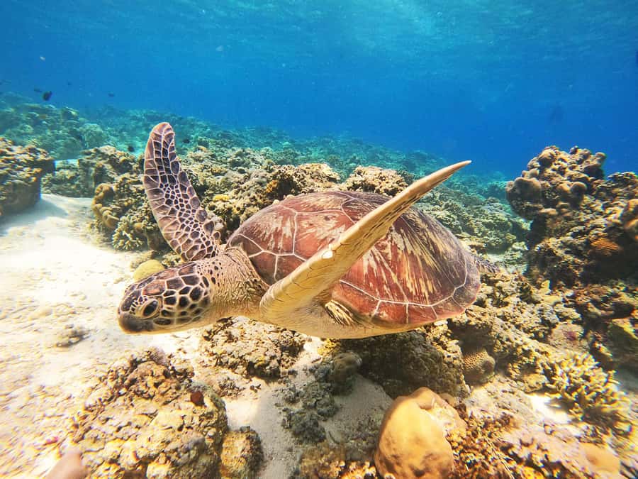 Gili Trawangan: Gili Islands Sunset Boat Tour and Snorkeling - Key points to know before you book