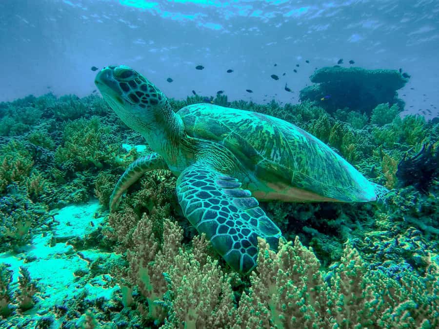 Gili Trawangan: Gili Islands Sunset Boat Tour and Snorkeling - Stop one: Bask Nest underwater sculptures