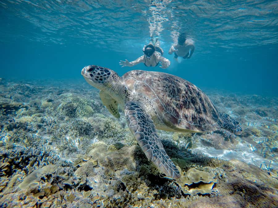 Gili Trawangan : Half Day Snorkeling with Turtle and Statue - What the $15 Gili Trawangan trip actually covers