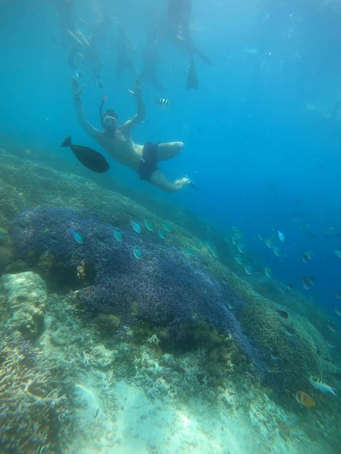 Gili Trawangan : Half Day Snorkeling with Turtle and Statue - Feeding fish and watching the water come alive