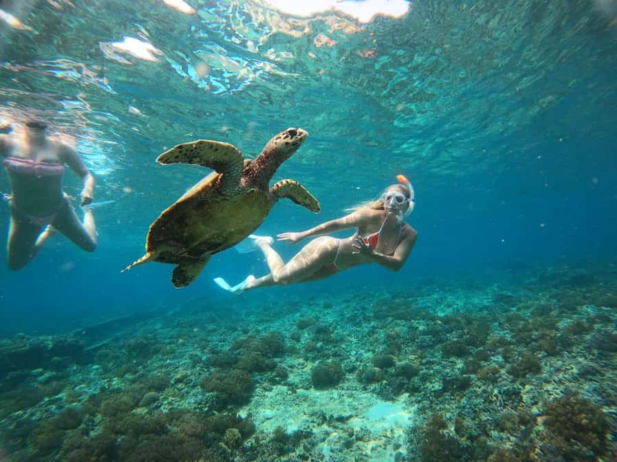 Gili Trawangan: Private Snorkeling 4 Spots Turtle with Gopro - The Meno Statue and the crowd factor