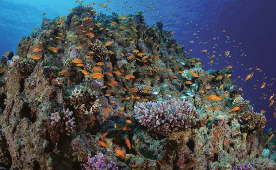 Glass Boat & Snorkeling with day use of Berenice Beach Club - Two snorkeling stops, with one important question to ask