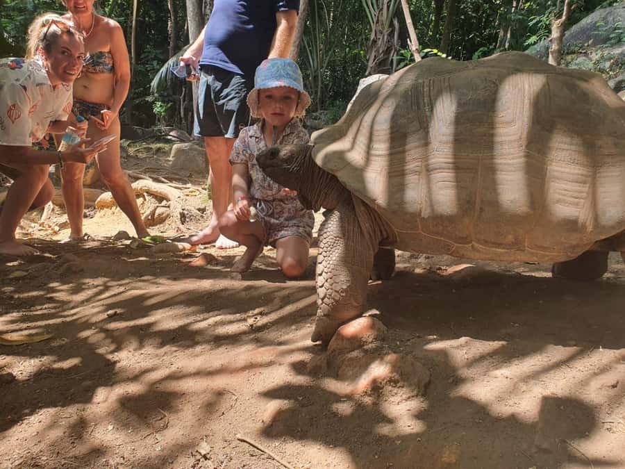Glassbottom boat & Crystalkayak SteAnneMarinePark Snorkeling - Feeding giant tortoises on the island