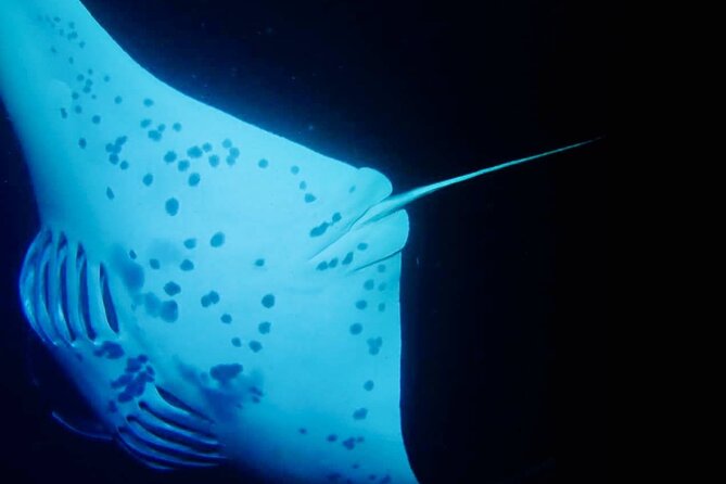 Glow of the Deep: Night Snorkeling with Manta Rays - The light board and 45-minute manta session