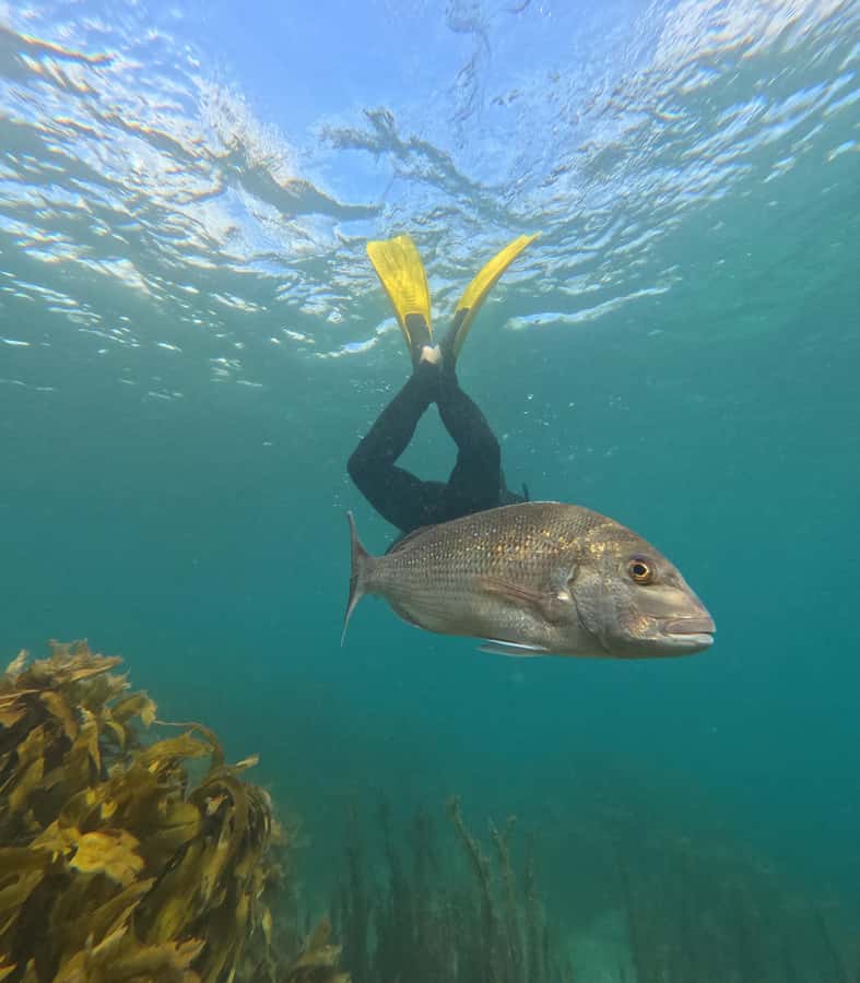 Goat Island Guided Snorkeling Tour for Beginners - Key points to know before booking