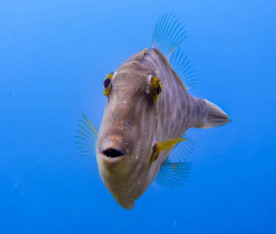 Goat Island Guided Snorkeling Tour for Beginners - Why Goat Island works for first-time snorkelers