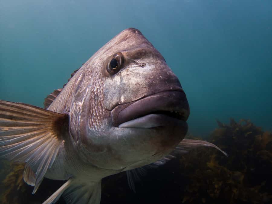 Goat Island Guided Snorkeling Tour for Beginners - The shallow-water start