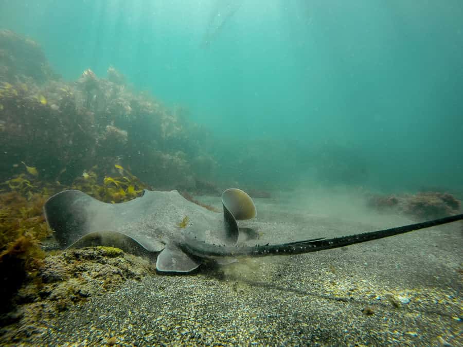 Goat Island Guided Snorkeling Tour for Beginners - What you may see at New Zealand’s first marine reserve