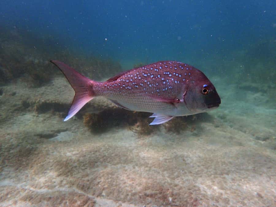 Goat Island Guided Snorkeling Tour for Beginners - Price, value, and possible limits