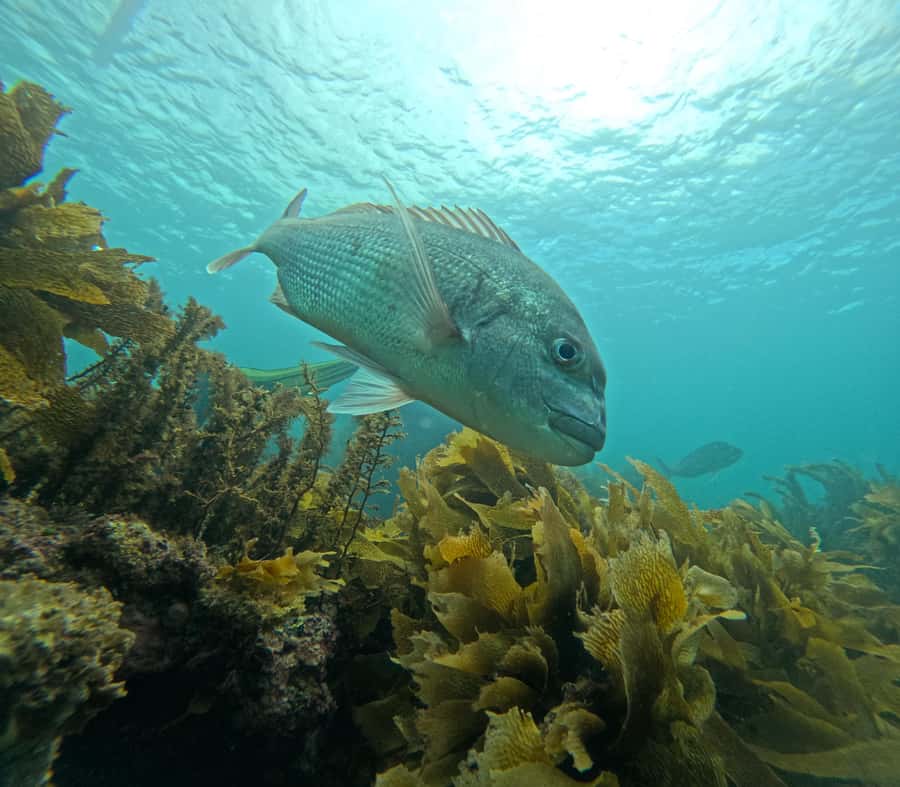 Goat Island Guided Snorkeling Tour for Beginners - Practical preparation for a smoother session