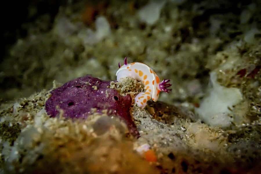 Goat Island Guided Snorkelling Tour For Advanced - A gentle start in shallow water