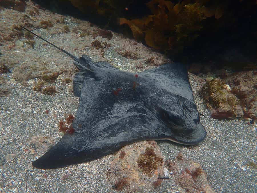 Goat Island Guided Snorkelling Tour For Advanced - Keeping the equipment for the rest of the day