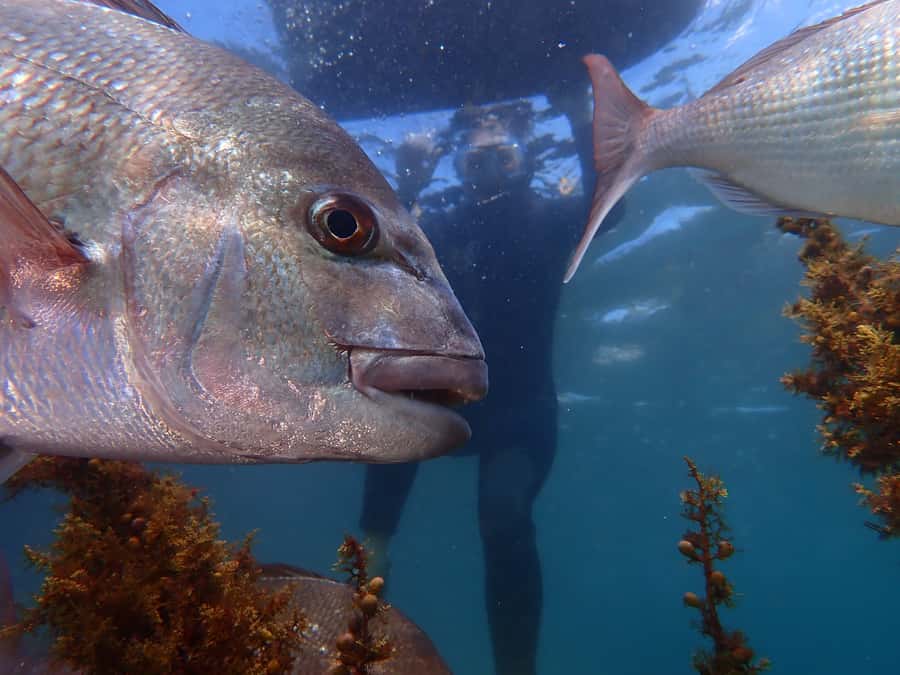 Goat Island Guided Snorkelling Tour For Advanced - Is $56 good value?