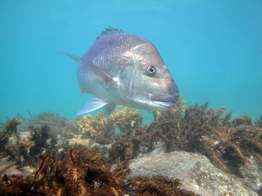 Goat Island Guided Snorkelling Tour For Advanced - Who should book, and who should skip it
