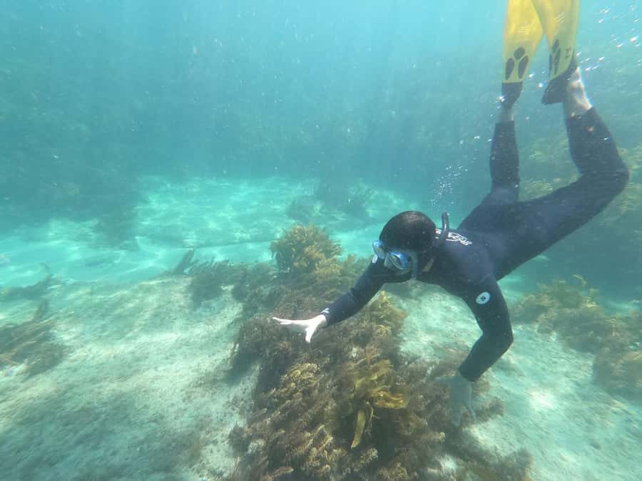 Goat Island Guided Snorkelling Tour For Advanced - Start at Goat Island Dive and Snorkel Centre