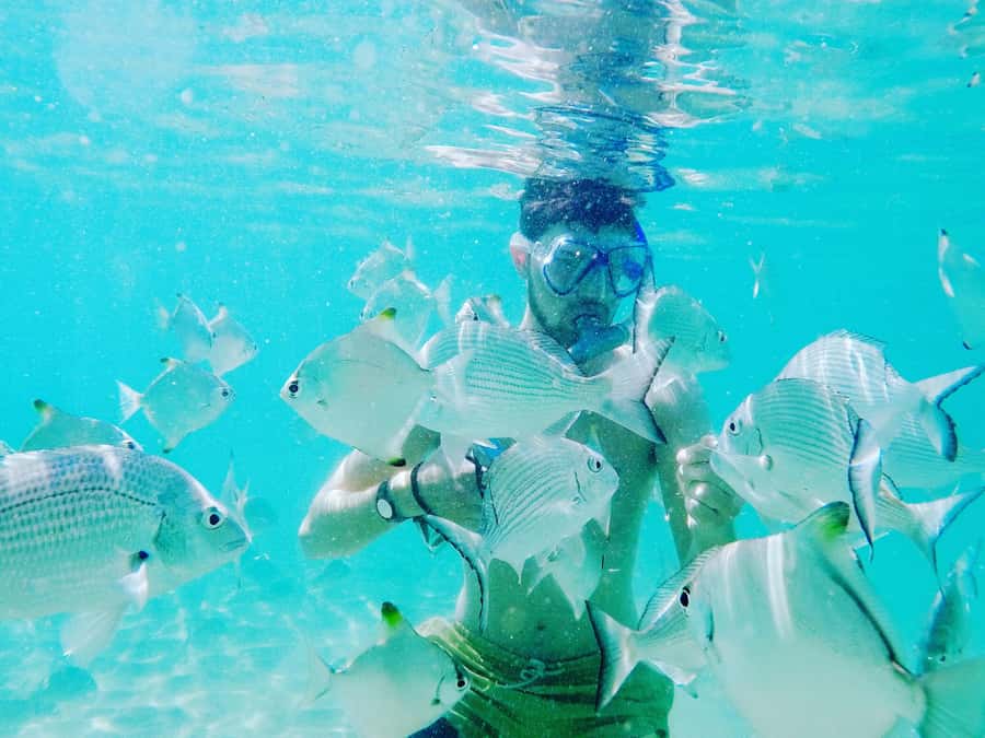 Gold Coast: Kayaking & Snorkelling Tour with Fish Feeding - Is $63 a Fair Price?